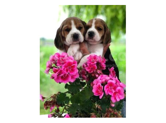 Beagle Bebekleri̇mi̇z görsel