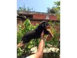 Rottweiler Yavruları