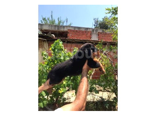 Rottweiler Yavruları görsel