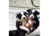 Border Collie Yavrularımız
