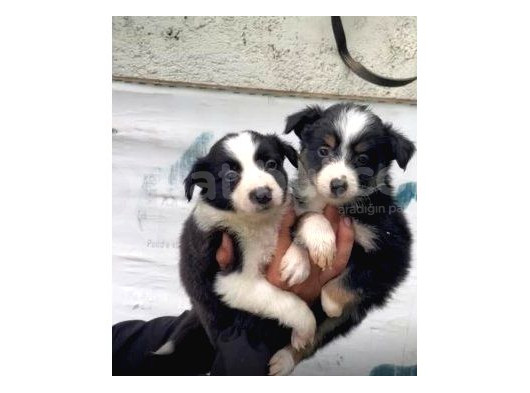 Border Collie Yavrularımız görsel