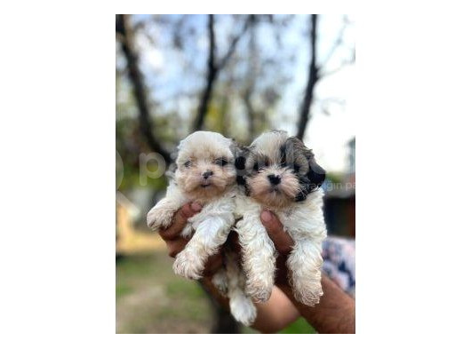 Shi̇h Tzu Bebekleri̇mi̇z görsel