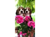 BEAGLE BEBEKLERİMİZ