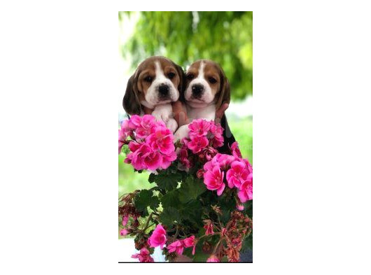 Beagle Bebekleri̇mi̇z