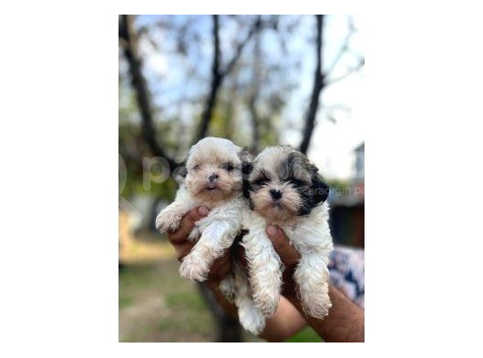 Shi̇h Tzu Bebekleri̇mi̇z görsel
