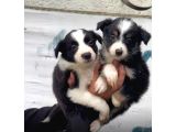 border collie yavrularımız