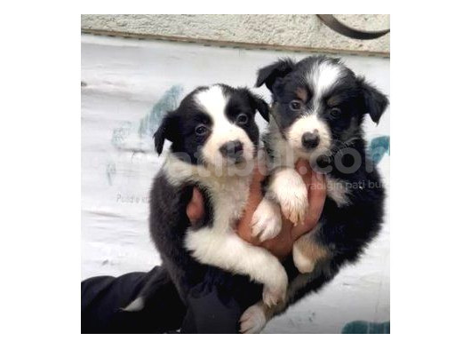 Border Collie Yavrularımız