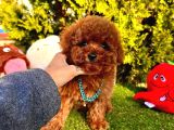 Kore Kan Poodle Yavru