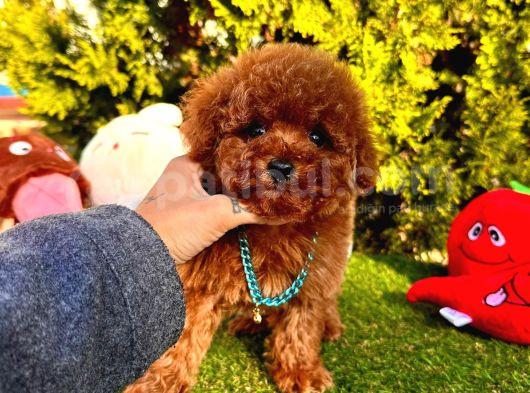 Kore Kan Poodle Yavru görsel