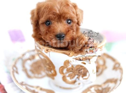 Teacup 2 Kg Garanti̇si̇ Altinda Kirmizi Red Tooy Poodle 