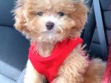 Kahve tonlu mini boy puppy sevimli yavrular MALTİPO CİNSİ 