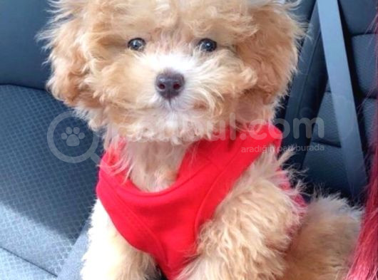 Kahve Tonlu Mini Boy Puppy Sevimli Yavrular Malti̇po Ci̇nsi̇ 