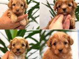 Minik maltipoo bebeklerim