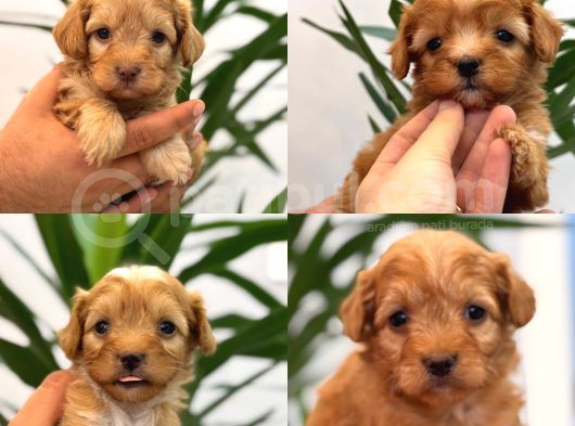 Minik Maltipoo Bebeklerim