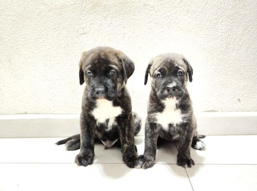 Cane Corsa Yavrular görsel