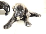 CANE CORSA YAVRULAR
