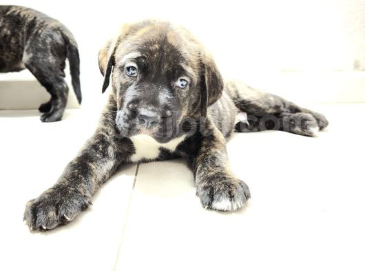 Cane Corsa Yavrular