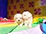 Sevimli oyuncu maltese terrier yavrularımız