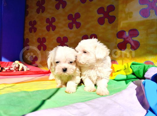 Sevimli Oyuncu Maltese Terrier Yavrularımız