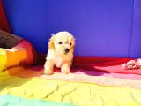 Muhteşem Güzellik Maltipoo Yavruları Candostumda