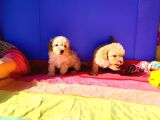 Muhteşem Güzellik Maltipoo Yavruları Candostumda