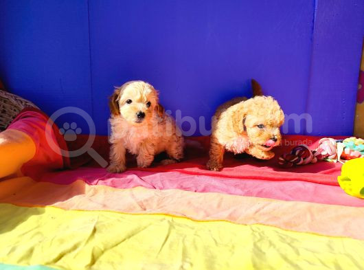 Muhteşem Güzellik Maltipoo Yavruları Candostumda görsel
