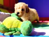 Muhteşem Güzellik Maltipoo Yavruları Candostumda