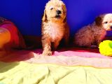 Muhteşem güzellik Maltipoo yavruları Candostumda