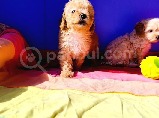 Muhteşem Güzellik Maltipoo Yavruları Candostumda