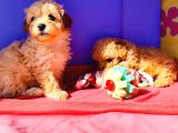 Muhteşem Güzellik Maltipoo Yavruları Candostumda