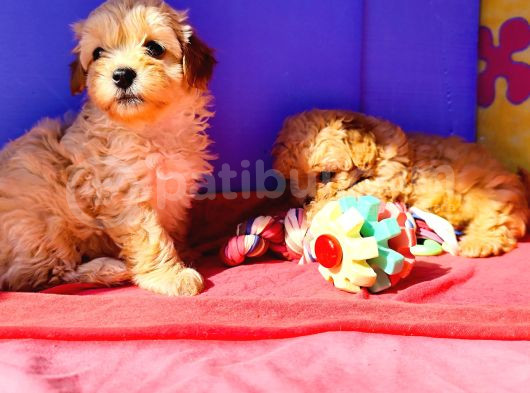 Muhteşem Güzellik Maltipoo Yavruları Candostumda görsel