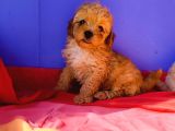 Muhteşem Güzellik Maltipoo Yavruları Candostumda