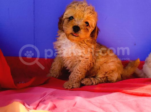 Muhteşem Güzellik Maltipoo Yavruları Candostumda görsel
