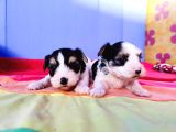 Gerçek Orji̇nal Morkie Yavrular İstanbul Köpek Çiftliğinde