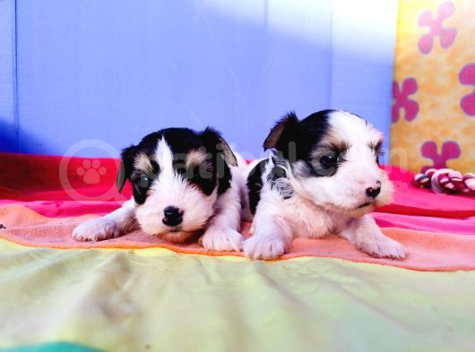 Gerçek Orji̇nal Morkie Yavrular İstanbul Köpek Çiftliğinde görsel