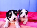 Gerçek Orji̇nal Morkie Yavrular İstanbul Köpek Çiftliğinde