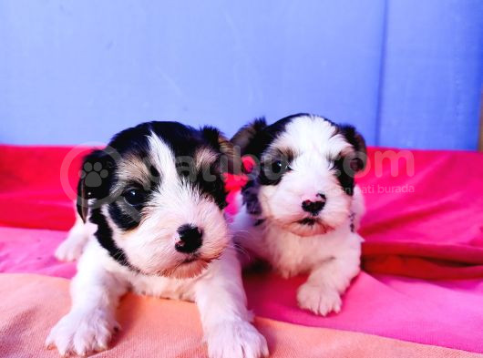 Gerçek Orji̇nal Morkie Yavrular İstanbul Köpek Çiftliğinde görsel