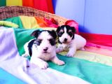 Gerçek ORJİNAL Morkie yavrular İstanbul Köpek çiftliğinde