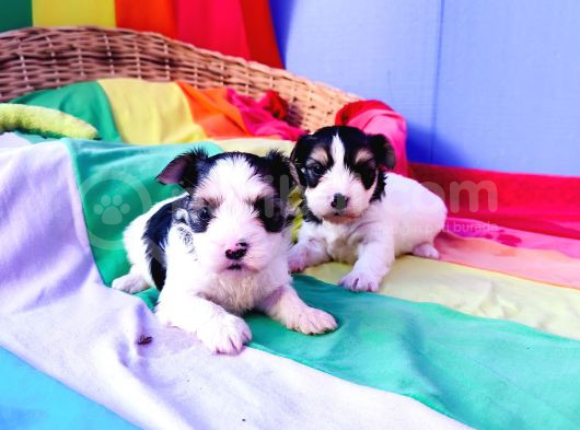Gerçek Orji̇nal Morkie Yavrular İstanbul Köpek Çiftliğinde