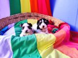 Gerçek Orji̇nal Morkie Yavrular İstanbul Köpek Çiftliğinde