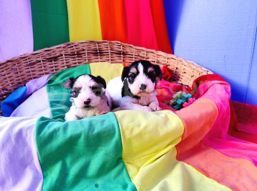 Gerçek Orji̇nal Morkie Yavrular İstanbul Köpek Çiftliğinde görsel