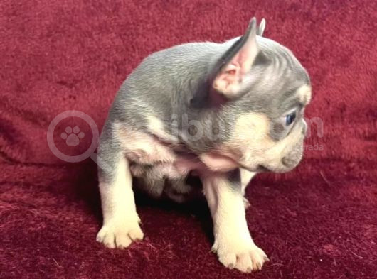 A Kalite Saf Kan Egzotik French Bulldog görsel