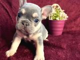 A Kalite Saf Kan Egzotik French Bulldog