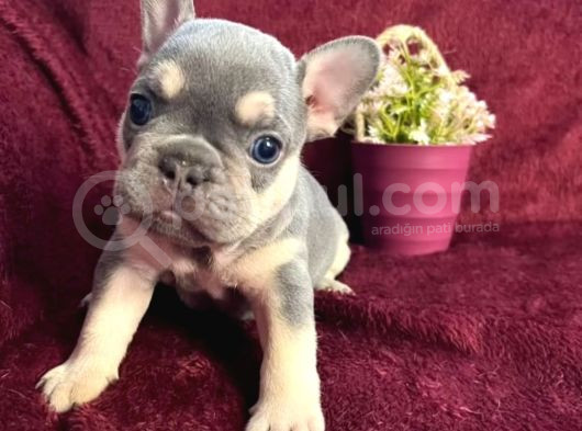 A Kalite Saf Kan Egzotik French Bulldog görsel