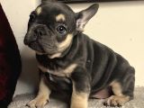 A Kalite Saf Kan Egzotik French Bulldog