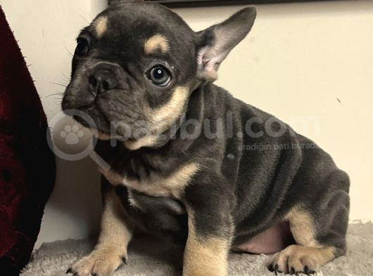 A Kalite Saf Kan Egzotik French Bulldog görsel
