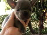 A Kalite Saf Kan Egzotik French Bulldog