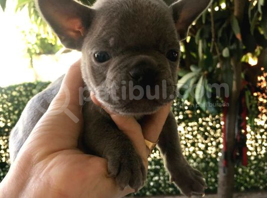 A Kalite Saf Kan Egzotik French Bulldog görsel