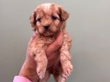 Minik Maltipoo Bebeklerim