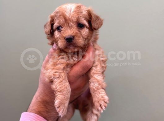 Minik Maltipoo Bebeklerim görsel